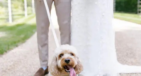 Bride and groom with dog